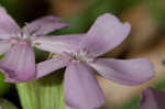 Sticky catchfly